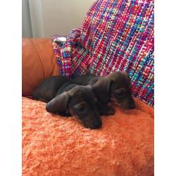 Miniature Dachshund Puppies, 1 Boy, 1 Girl.