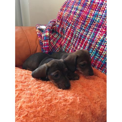Miniature Dachshund Puppies, 1 Boy, 1 Girl.