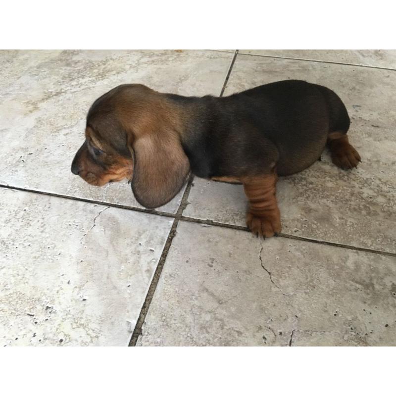 Miniature Dachshund Puppies, 1 Boy, 1 Girl.