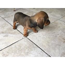 Miniature Dachshund Puppies, 1 Boy, 1 Girl.