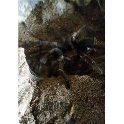 Costa rican zebra pkus exo terra