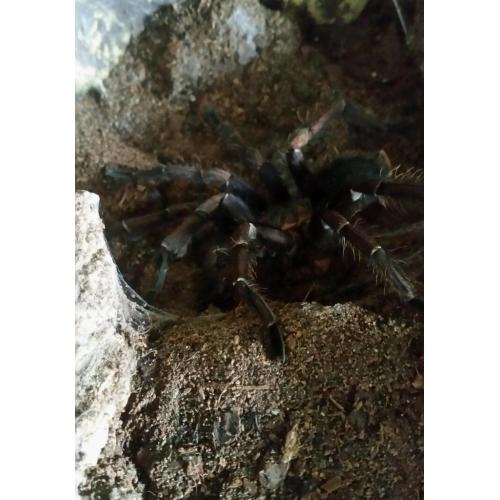 Costa rican zebra pkus exo terra