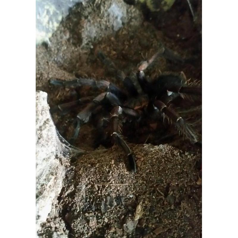 Costa rican zebra pkus exo terra