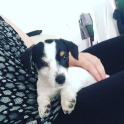 12weeks shitzu X jack russle