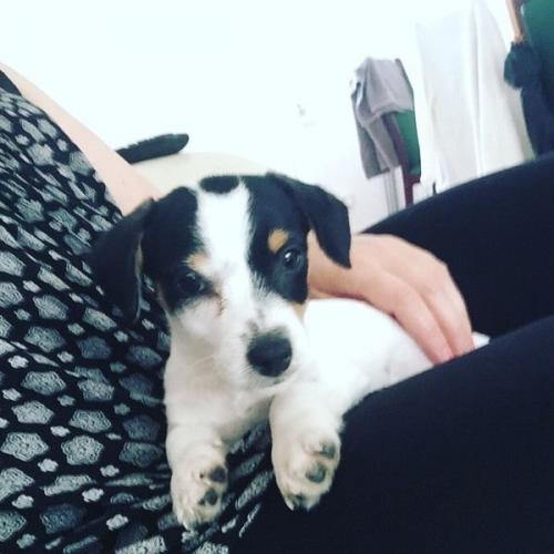 12weeks shitzu X jack russle