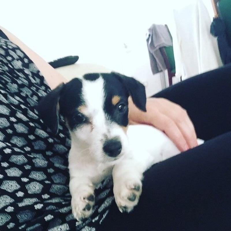 12weeks shitzu X jack russle