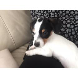 12weeks shitzu X jack russle