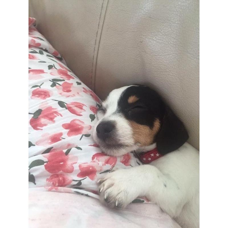 12weeks shitzu X jack russle