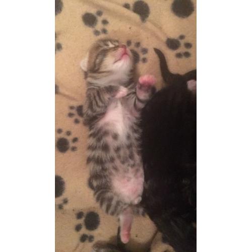 2 KITTENS LEFT TO RESERVE