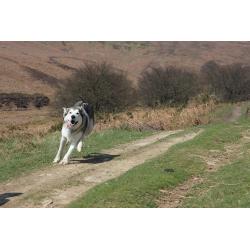 3 year old Husky bitch