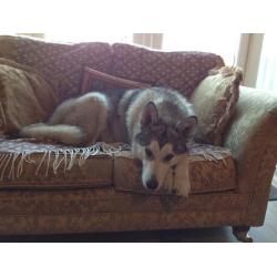 3 year old Husky bitch