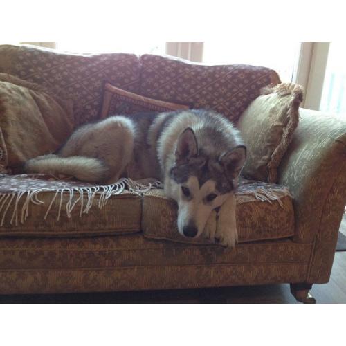 3 year old Husky bitch