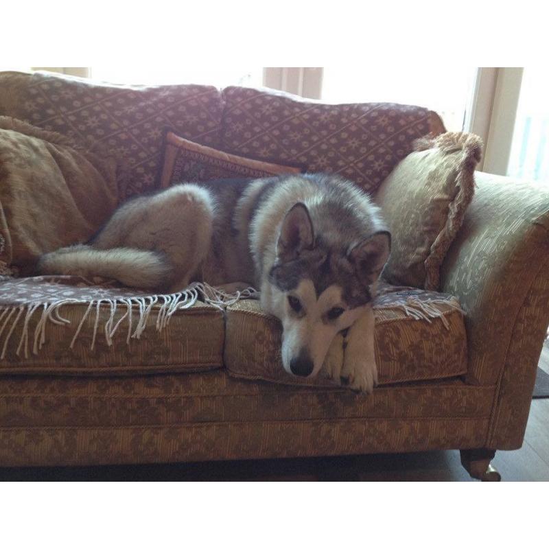 3 year old Husky bitch