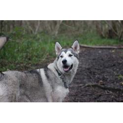 3 year old Husky bitch