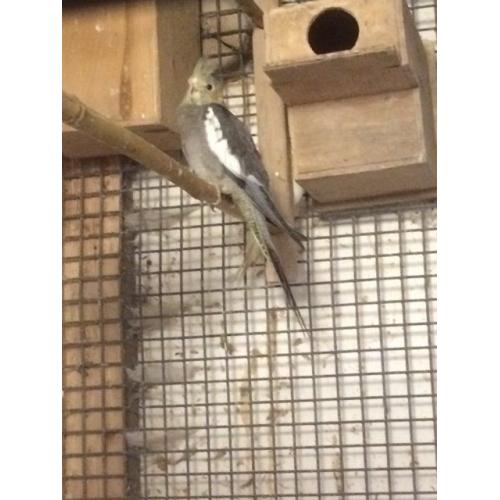 4 Cockatiels