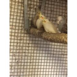 4 Cockatiels