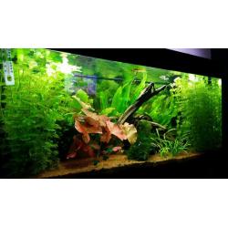 Juwel rio 180 fish tank