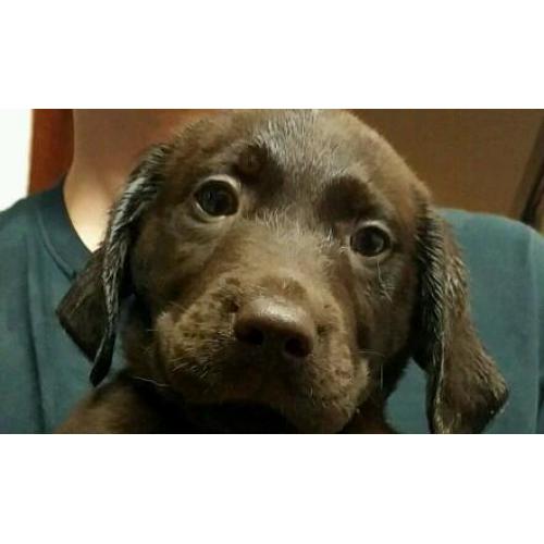 Last available Springador Puppies