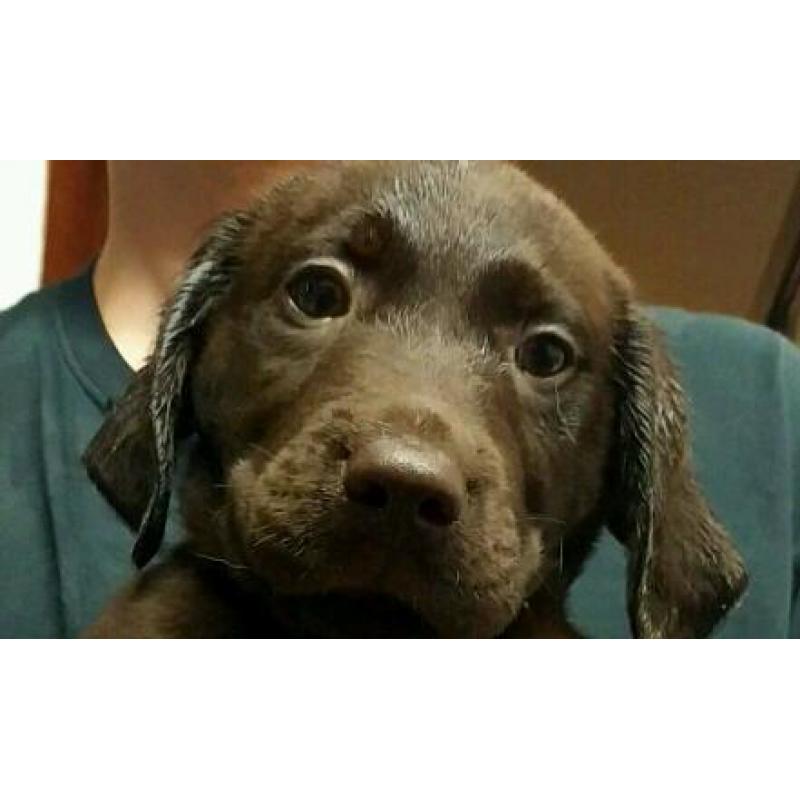 Last available Springador Puppies