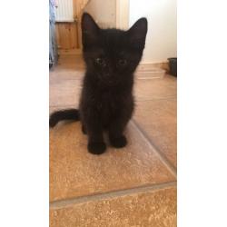 Ready for new home