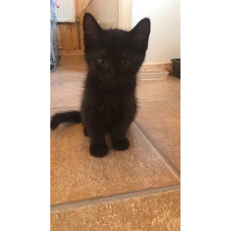 Ready for new home