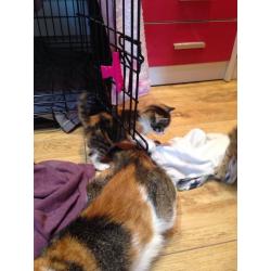 Kittens. 2 x Tabby's - 1 x ginger