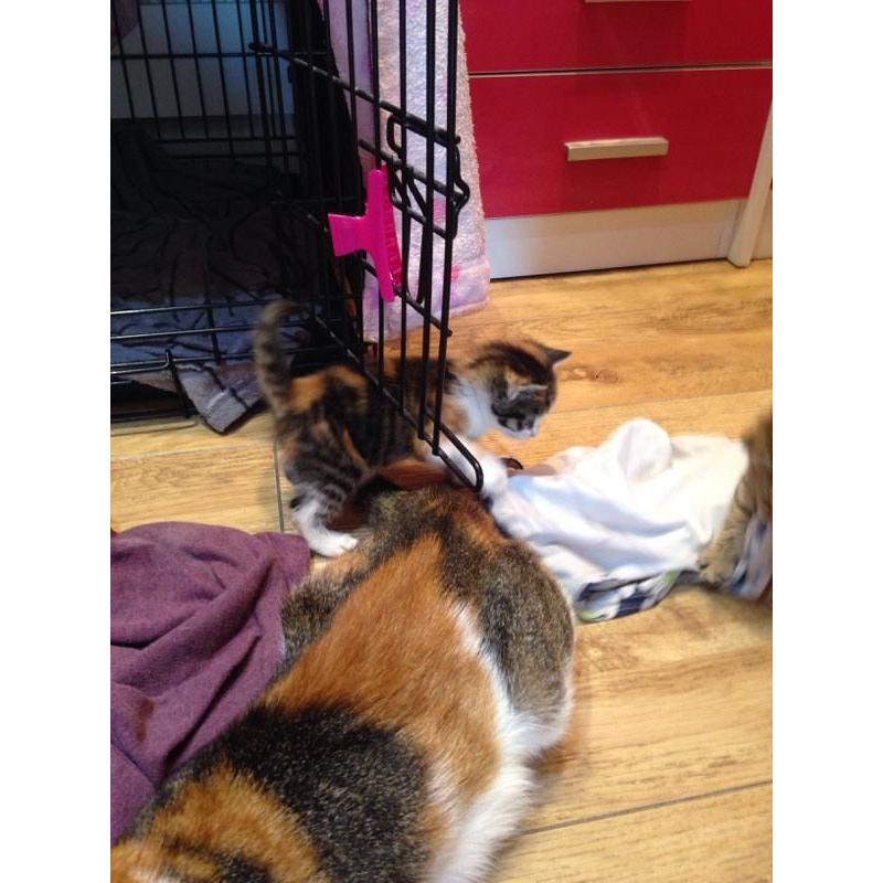 Kittens. 2 x Tabby's - 1 x ginger