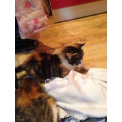Kittens. 2 x Tabby's - 1 x ginger