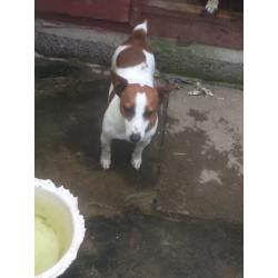 Jack Russell bitch