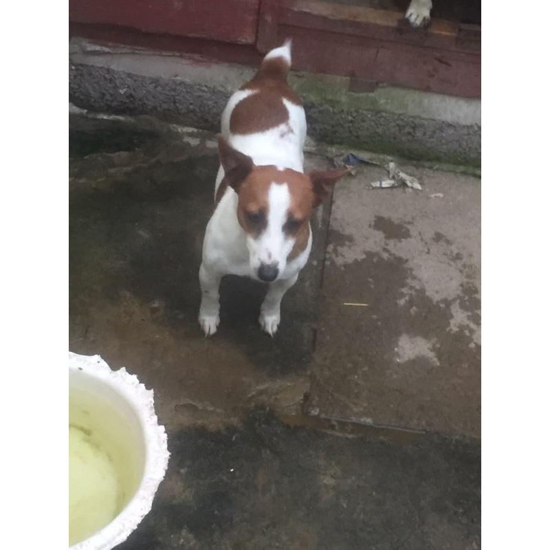 Jack Russell bitch