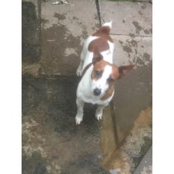 Jack Russell bitch