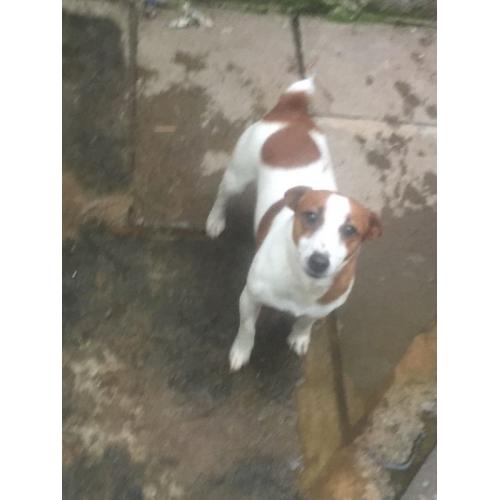 Jack Russell bitch