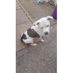 Blue and white staffy for sale do to family break up both first injections had flead and wormed