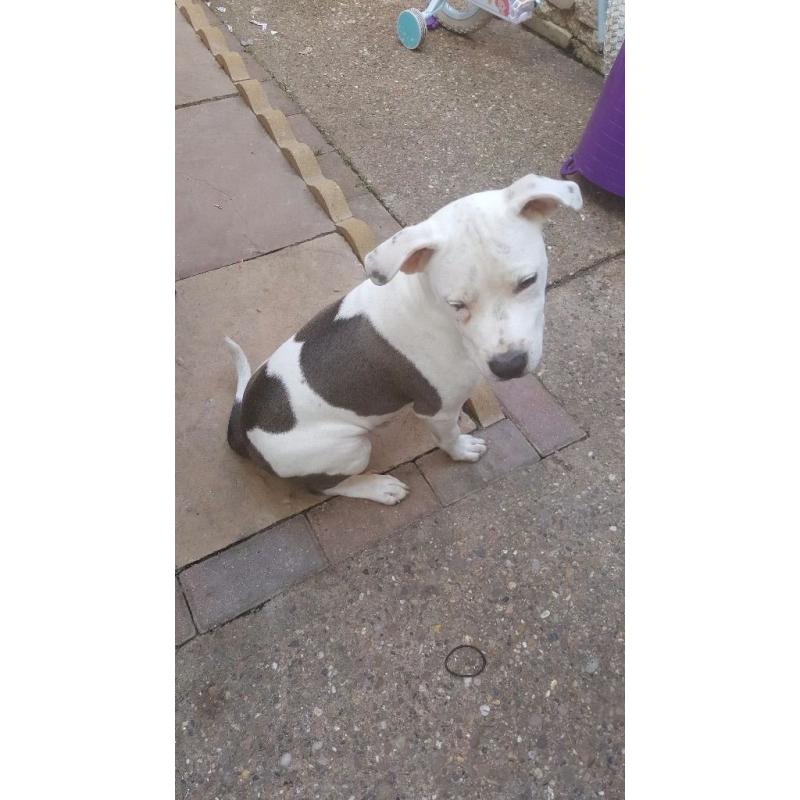 Blue and white staffy for sale do to family break up both first injections had flead and wormed