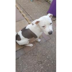 Blue and white staffy for sale do to family break up both first injections had flead and wormed