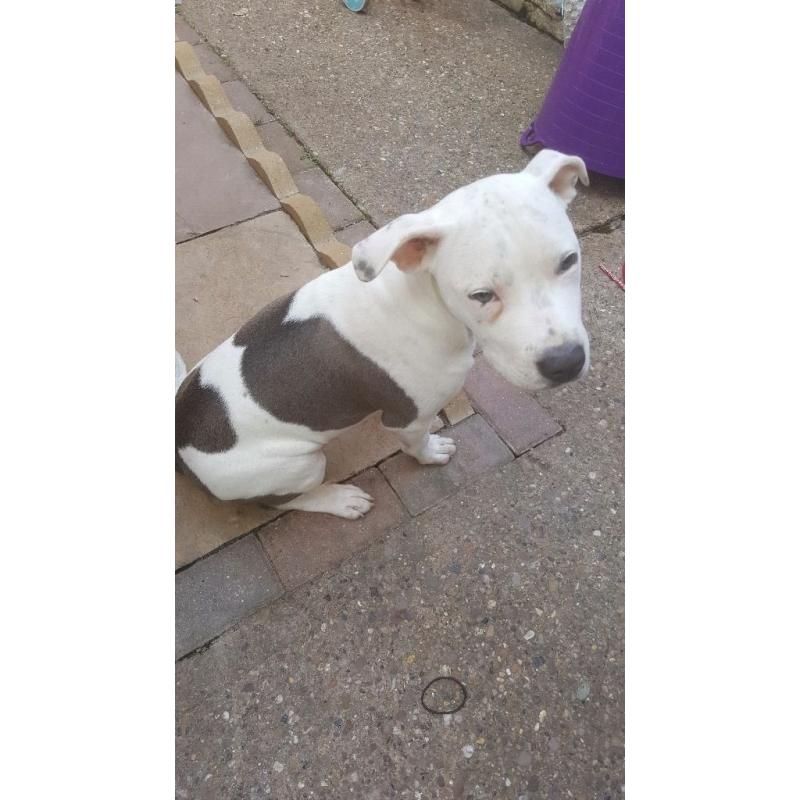 Blue and white staffy for sale do to family break up both first injections had flead and wormed