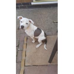 Blue and white staffy for sale do to family break up both first injections had flead and wormed