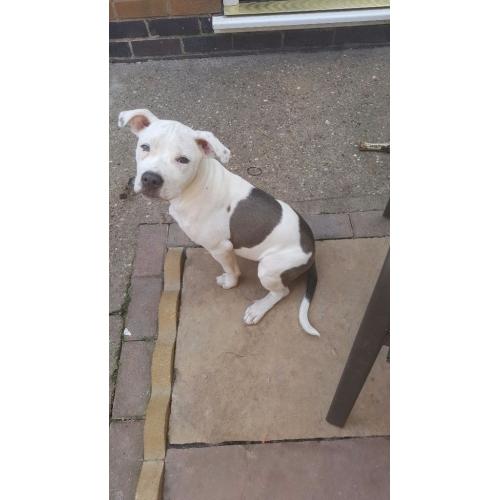 Blue and white staffy for sale do to family break up both first injections had flead and wormed