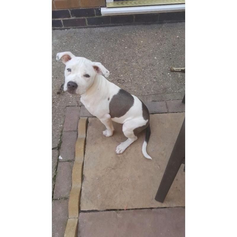 Blue and white staffy for sale do to family break up both first injections had flead and wormed