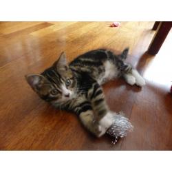One adorable kitten looking for a loving home