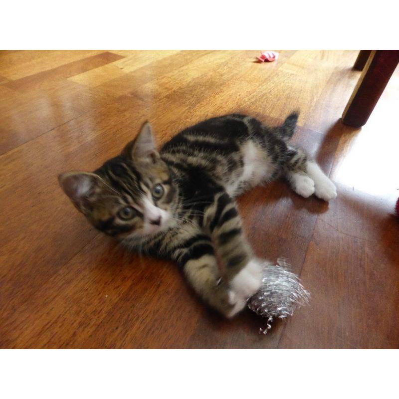 One adorable kitten looking for a loving home