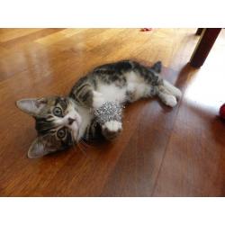 One adorable kitten looking for a loving home