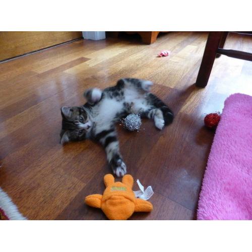 One adorable kitten looking for a loving home