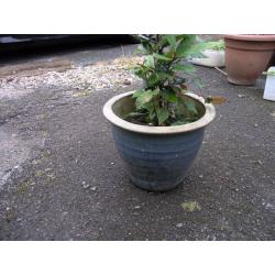 Bay tree In Earthenware Pot Weymouth Free Local delivery