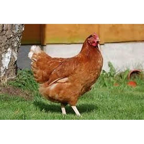 warren point of lay chickens