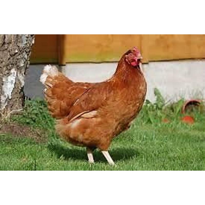 warren point of lay chickens
