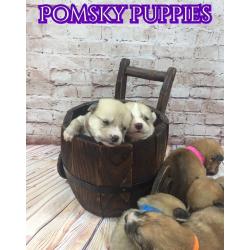 Beautiful Pomsky Puppies