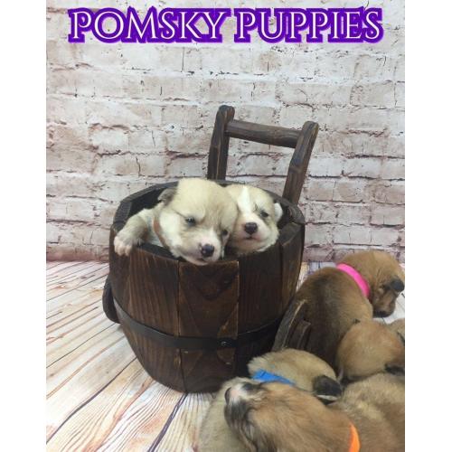 Beautiful Pomsky Puppies