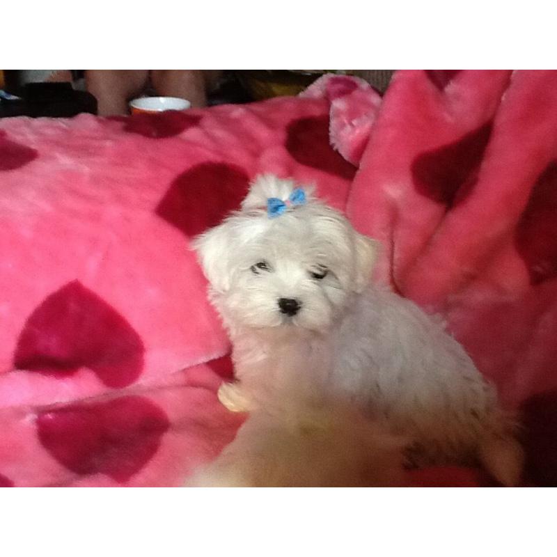 RE ADVERTISED DUE TO TIMEWASTER *****STUNNING MALTESE PUPPY******