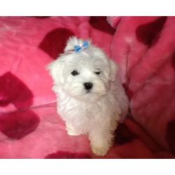 RE ADVERTISED DUE TO TIMEWASTER *****STUNNING MALTESE PUPPY******